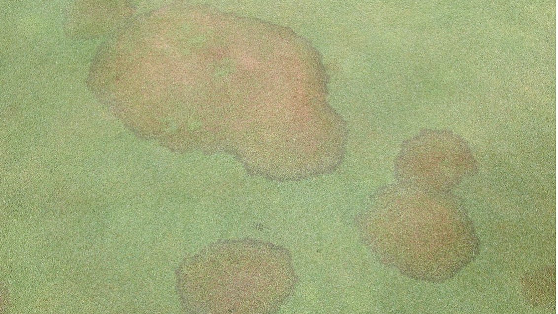 Brown patch on bentgrass