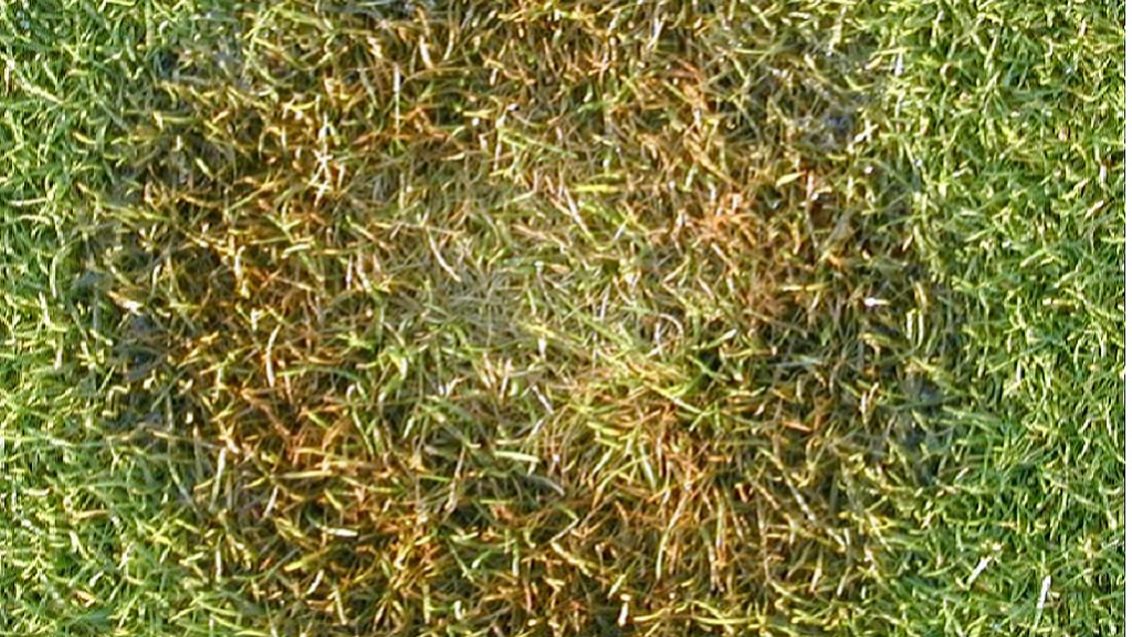 Fusarium Patch on bentgrass