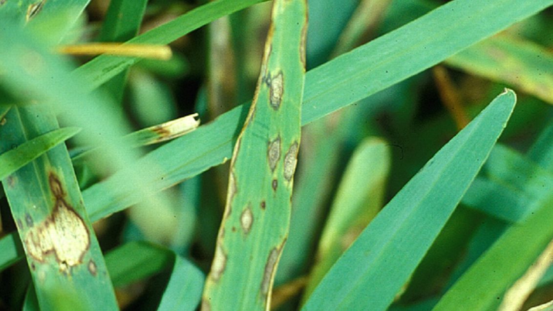 Grey leaf spot pyricularia grisea