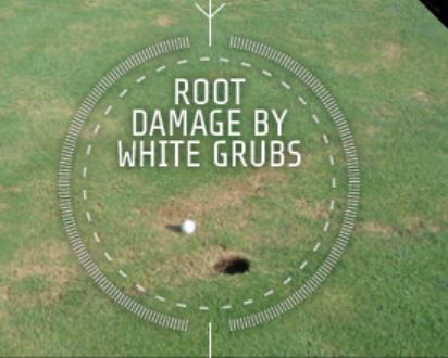 Root Damage