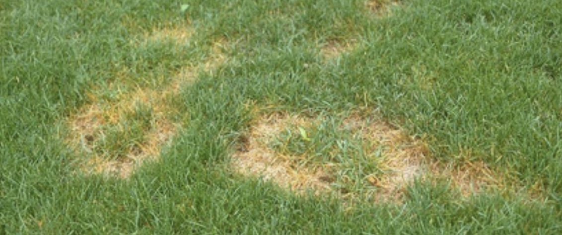 Advice on the treatment of summer patch in golf course turf UAE