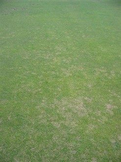 How to treat red thread turf disease on golf course in the United Arab Emirates